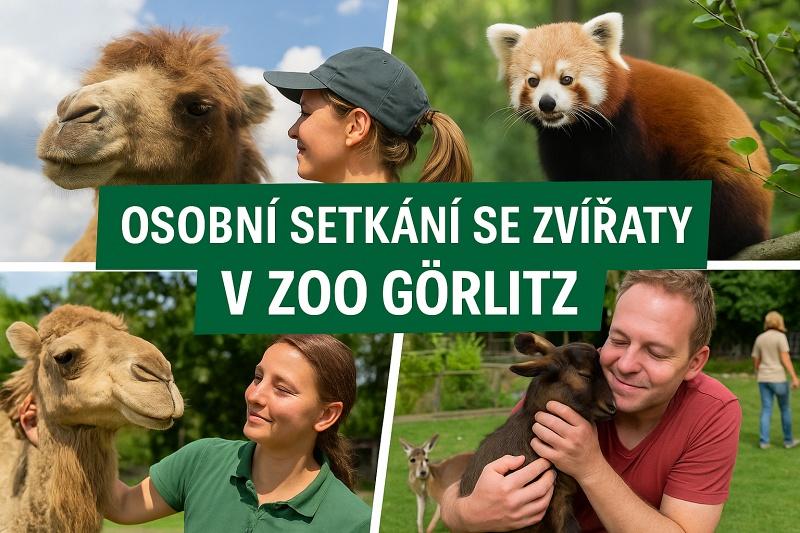 Zažijte osobní setkání se zvířaty v ZOO Görlitz: Blízko pandě červené, klokanům, mangustě, velbloudovi i oslu